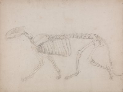 A Comparative Anatomical Exposition of the Structure of the Human Body with that of a Tiger and a Cow by George Stubbs